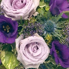 Posy  Purple,Blue and Lilac